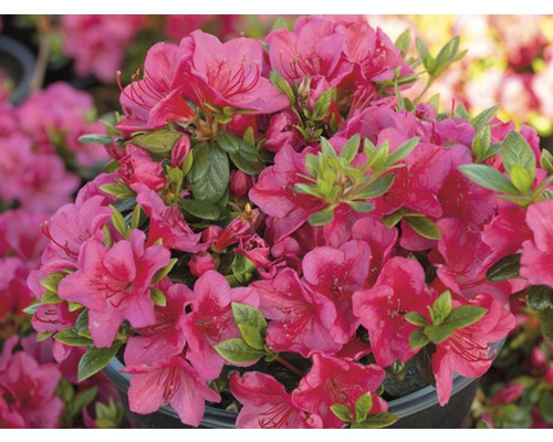 Azalka s růžovými květy a zelenými listy v květináči