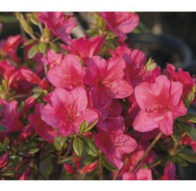 Azalka s růžovými květy