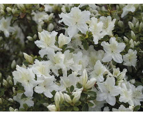 Azalka japonská Rhododendron obtusum výška 30-40 cm květináč 5 l bílá