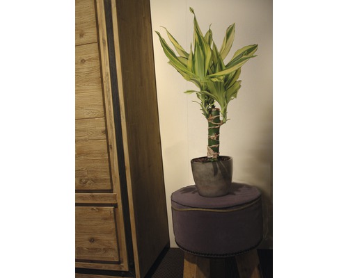 Šťastný bambus v šedém květináči na stoličce