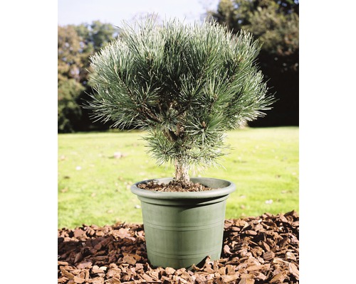 Borovice lesní FloraSelf Pinus sylvestris 'Watereri' 25-30 cm květináč 3,7 l Borovice bonsaj v květináči pro venkovní použití