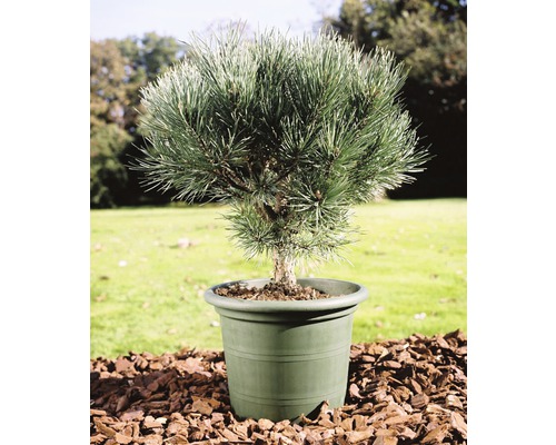 Borovice lesní FloraSelf Pinus sylvestris 'Watereri' 25-30 cm květináč 3,7 l