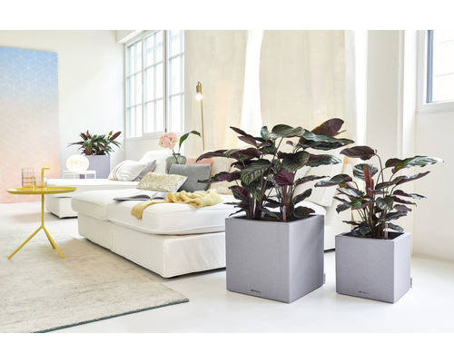 Obývací pokoj s pokojovými rostlinami v květináčích a pohovkou