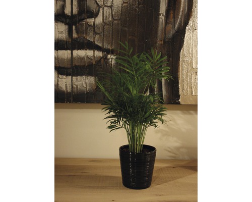 Pokojová rostlina horská palma v květináči