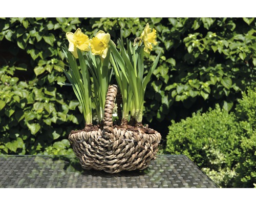 Narcisy v proutěném košíku