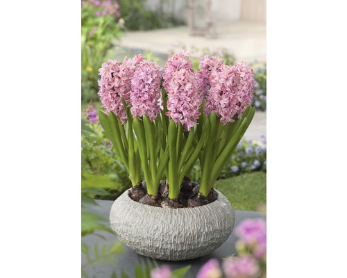 Hyacinty v květináči