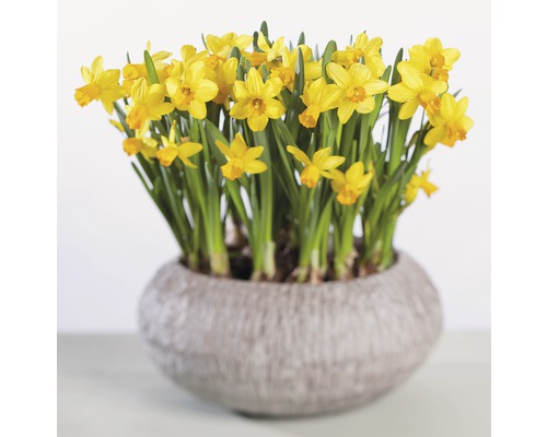 Narcisy v květináči