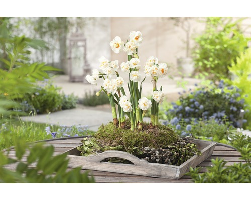 Aranžmá s narcisy v dřevěném podnosu do zahrady