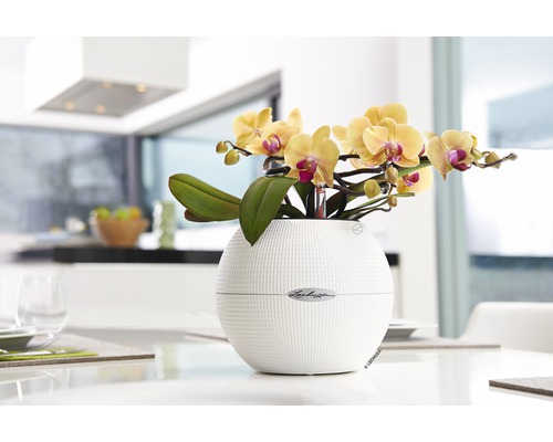 Žlutá orchidej v kulatém květináči na stole