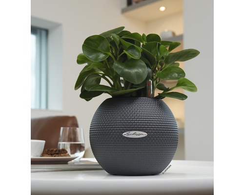 Květináč Lechuza s rostlinou na stole