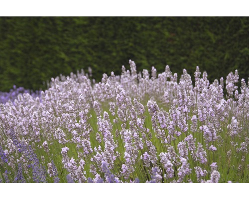 Levandule FloraSelf Lavandula angustifolia 'Royal Sensation' výška 20-30 cm květináč 3 l