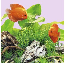 Akvarijní osvětlení Juwel LED Colour 10 W 43,8 cm