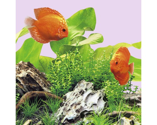 Dvě oranžové terčovnice v akváriu s rostlinami a kameny