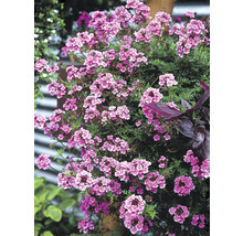 Sporýš lékařský FloraSelf Verbena x hybrida květináč Ø 12 cm 1 ks, různé barvy