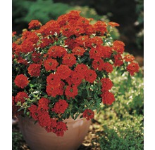 Sporýš lékařský FloraSelf Verbena x hybrida květináč Ø 12 cm 1 ks, různé barvy