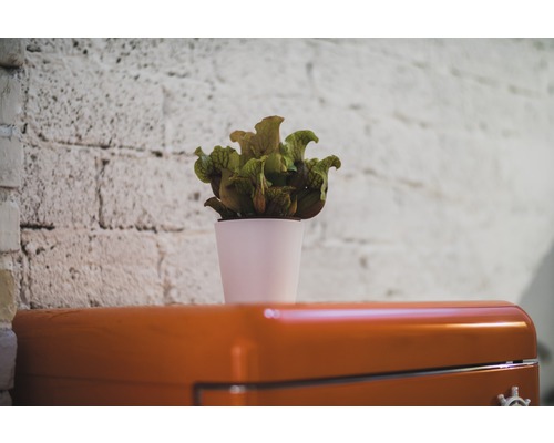 Špirlice v květináči na skříňce