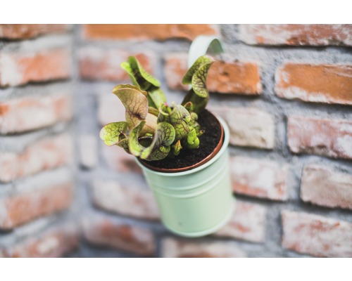 Masožravá rostlina v květináči před cihlovou zdí