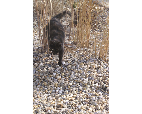 Kočka mezi okrasnou trávou a štěrkem