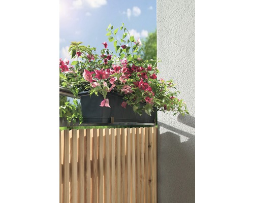 Balkónová scéna s truhlíkem a bugenvileou nad dřevěným plotem