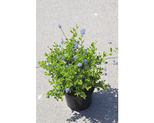 Latnatec FloraSelf Ceanothus impressus 'Victoria' výška 40-50 cm květináč 4 l Ceanothus thyrsiflorus v květináči