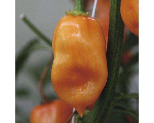 Oranžové Habanero chilli na rostlině