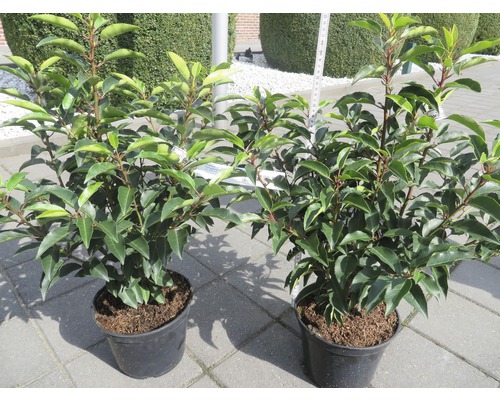 Bobkovišeň portugalská Prunus lusitanica 'Angustifolia' 30-40 cm květináč 3l Dvě rostliny bobkovišně lékařské v květináči