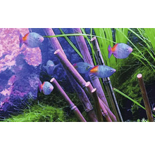 Akvárium s rybami a bambusovou dekorací