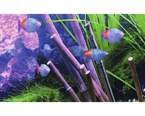 Akvárium s rybami a bambusovou dekorací