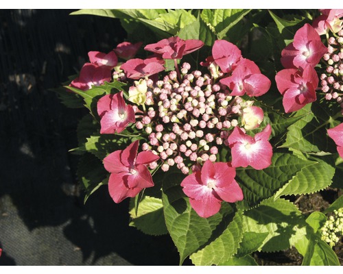 Hortenzie velkolistá červená FloraSelf Hydrangea macrophylla výška 30-40 cm květináč 4 l Hortenzie velkolistá červená FloraSelf Hydrangea macrophylla výška 30-40 cm květináč 4 l