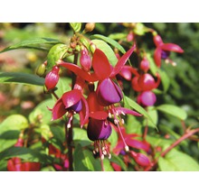 Fuchsie FloraSelf Fuchsia kultivar květináč Ø 18 cm 1 ks, různé druhy