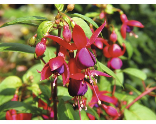 Fuchsie FloraSelf Fuchsia kultivar květináč Ø 18 cm 1 ks, různé druhy