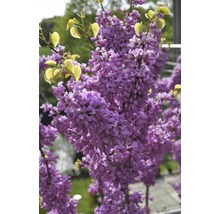 Zmarlika čínská Cercis chinensis 'Avondale' výška 60-80 cm květináč 7,5 l