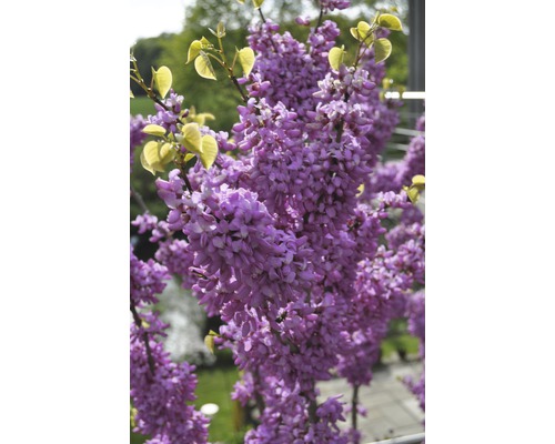 Zmarlika čínská Cercis chinensis 'Avondale' výška 60-80 cm květináč 7,5 l