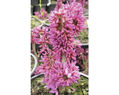 Jidášovec s růžovými květy v květináči.