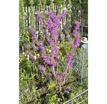 Zmarlika čínská Cercis chinensis 'Avondale' výška 60-80 cm květináč 7,5 l