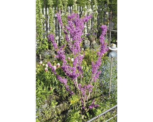 Jidášův strom v zahradě s plotem a dekoracemi