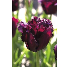 Tulipány 'Gorilla' Premium 10 ks