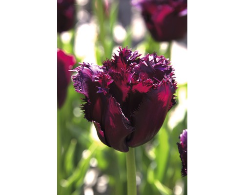Detailní záběr na jeden tmavý tulipán s třepenitými okvětními lístky