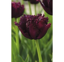 Tulipány 'Gorilla' Premium 10 ks