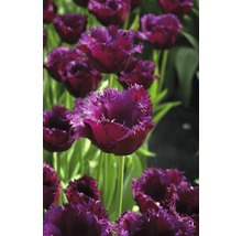 Tulipány 'Gorilla' Premium 10 ks