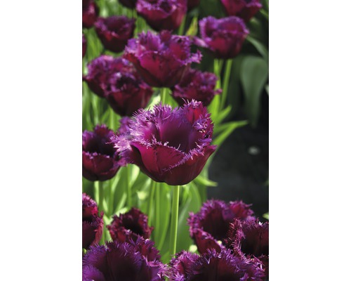 Detailní záběr třepenitých tulipánů v zahradním záhonu