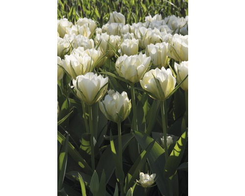 Pole s bílými květy tulipánů