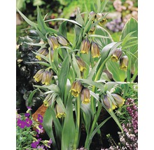Skupina rostlin Fritillaria meleagris na záhonu