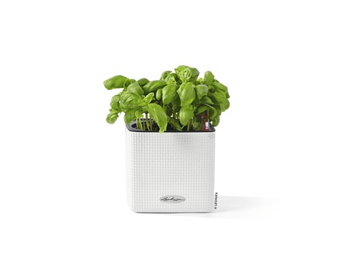 Rostlina bazalky v bílé květináči