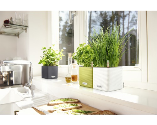 Kuchyňská scéna s bylinkami v květináčích na okenním parapetu