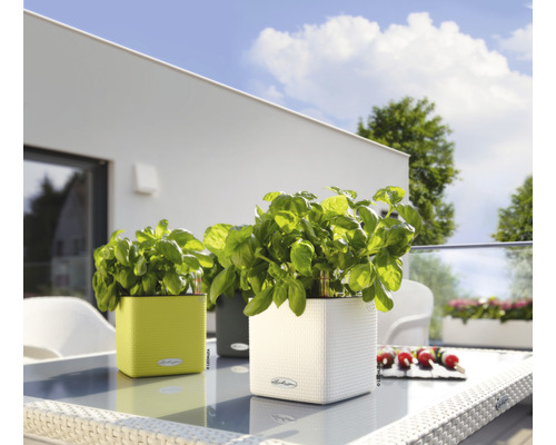 Tři květináče Lechuza s bazalkou na stole venku.