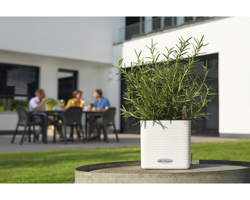 Čtvercový květináč s bylinkami na zahradě