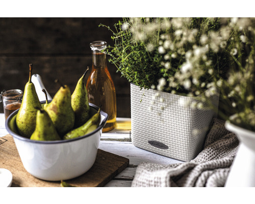 Zátiší s hruškami v misce a bylinkami v květináči