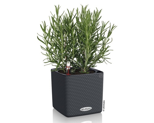 Rozmarýn v květináči Lechuza