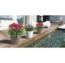 Scéna s několika květináči s rostlinami na dřevěné terase vedle bazénu